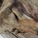 Coyote victim of a killing contest
