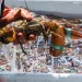 A gloved hand pulls a lobster from a tank. 