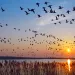 Migrating geese at sunset