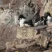 murres