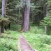 North Fork Quinault River Trail