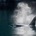 Orca
