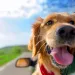 Traveling dog