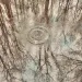 Trees reflected upside down in a wet landscape.