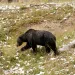 Grizzly bear