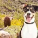 Photo by IStock | A Dog's Life