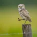 A burrowing owl holds a mole cricket that it caught in one foot, and stares at the camera
