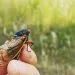 Image of a cicada with ruby red eyes on a hand in front of green grass