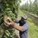 Orchard worker standing on a ladder wearing a face mask and grasping an apple in the middle of an orchard.