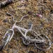 Scorched and soot-covered white bicycle lying on the leaf-covered ground.