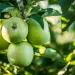 Apple tree