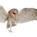 Barn owl
