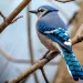 Blue Jay