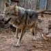 Beautiful Mexican wolf with a cheerful expression walking through trees, over dry leaves and dusty soil.