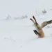 Fox buries head in snow