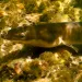An American eel swims in Susquehanna River tributary Buffalo Creek