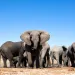 Elephants at a watering hole