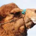 Big beautiful camel face in profile against a blue sky with drool coming out of its mouth. 