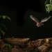 Fringe-lipped bat