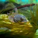 Cute bug-eyed silver fish lying in a greenish-yellow bed of Arctic kelp underwater