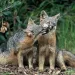 Channel Island foxes