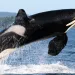 killer whale