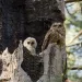 Spotted Owls