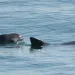 Vaquita