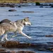 Autumn in Minnesota. A timber wolf running through the water. 