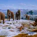 Mammoths