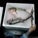 "Copi" is a new name for four species of carp