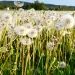 Field of dandelions with big puffy seed heads all ready to explode