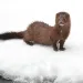 Dark brown furry wild mink staring at the camera against a snowy white background.