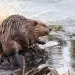 A beautiful lustrous beaver crouches by the edge of a stream, washing its widdle paws