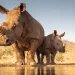 Adult and baby rhinos standing together in front of a pond, in front of a horizon of distant trees and a bright blue sky