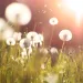 A field of dandelions photographed at eye level, brightly lit by the setting sun. 