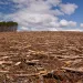 A small grove of pine trees still standing in the middle of a giant clear cut
