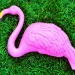 Pink flamingo as seen from above lying side down in a patch of bright green grass