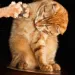 Orange cat looks at istelf in mirror, touching its reflection with one paw