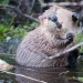 Beaver standing in a stream, facing the camera, little paws in the air and looking impossibly adorable.