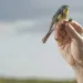 Yellow Kirtland's warbler with a thin antenna attached to its back perched on a hand against a blue sky