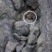 A brownish-red Pacific marten looks out from a nearly sheer gray cliff