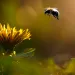 Bumblebee soars over yellow flower against green background