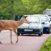 Deer crossing the road