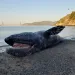 A deceased gray whale lies on a white sand beach, with blue waves in the background.