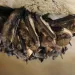 Small adorable group of little brown bats hanging off the roof of a cave