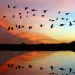 Rainbow-hued sunset with flocks of birds flying over a still body of water that reflects the sky. 