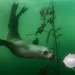Underwater photo shows murky green water and kelp. A sea lion floats toward a floating white disposable face mask.