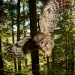Close-up of a brown and white spotted owl swooping down with wings outstretched and talons in front of it.