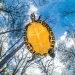 The underside of a yellow and black turtle, looking up through the clear water at trees and blue sky overhead.